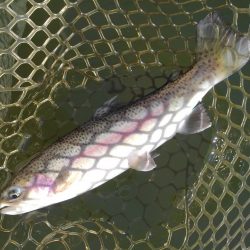 大安トラウトレイク釣果